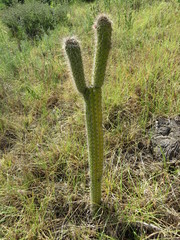 Nyctocereus serpentinus