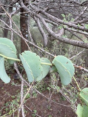 Cissus rotundifolia