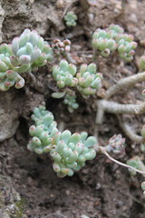 Graptopetalum pachyphyllum