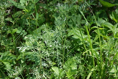 Artemisia sericea