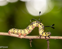 Tinolius eburneigutta