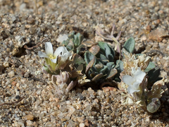 Physaria kingii kingii