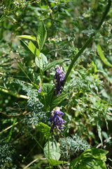 Vicia unijuga