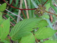 Rubus inopertus