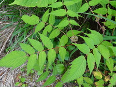 Rubus inopertus