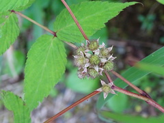 Rubus inopertus