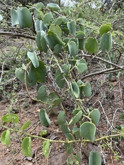 Cissus rotundifolia