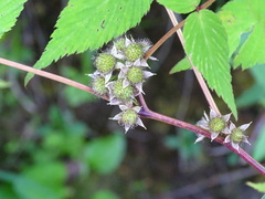 Rubus inopertus