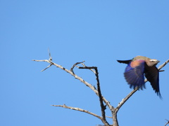 Coracias naevius mosambicus