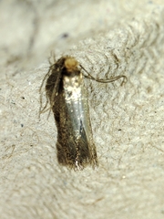 Cephimallota crassiflavella