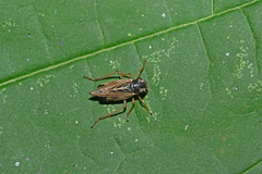 Evacanthus acuminatus