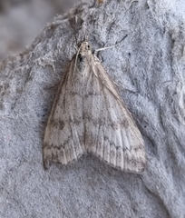 Udea nebulalis