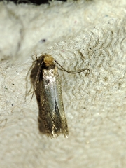 Cephimallota crassiflavella