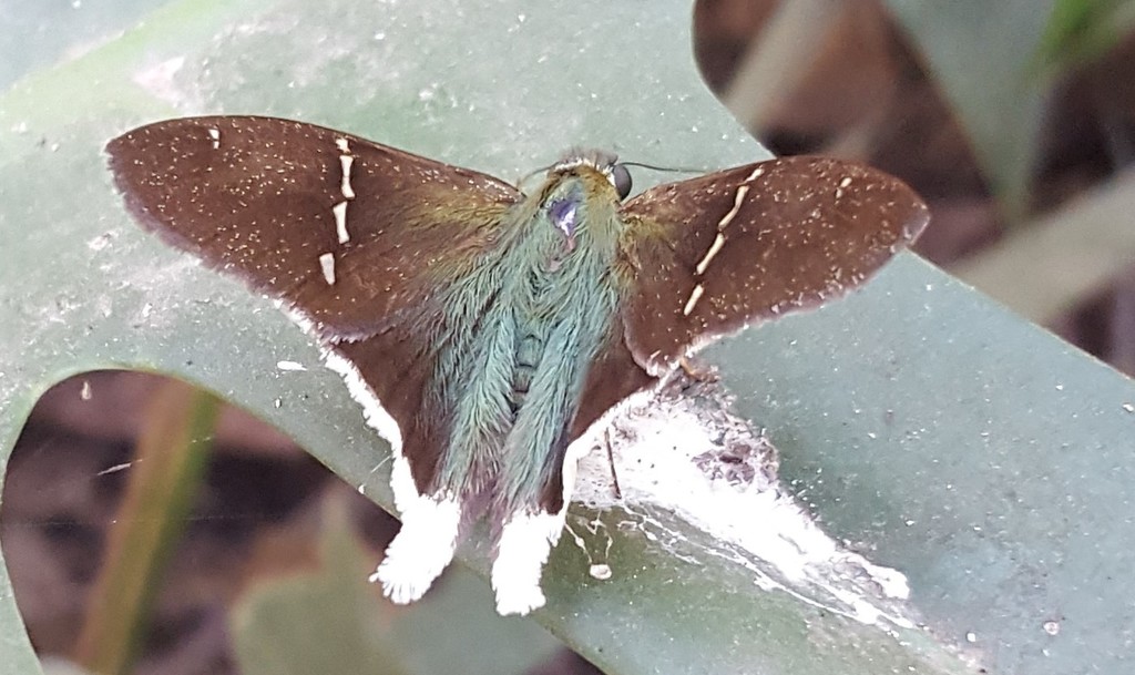 Urbanus virescens