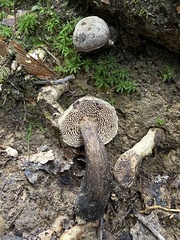 Sarcodon atroviridis