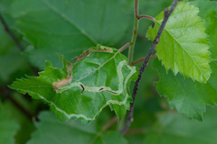 Agromyza alnibetulae