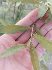 Salix salviifolia