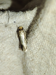 Cephimallota crassiflavella