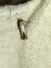 Cephimallota crassiflavella