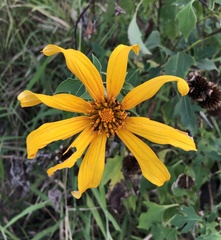Tithonia diversifolia