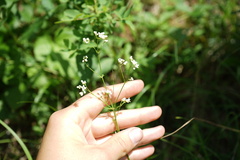 Galium paniculatum