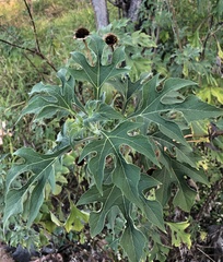 Tithonia diversifolia