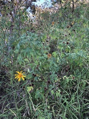 Tithonia diversifolia