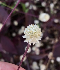 Alternanthera brasiliana