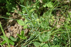 Galium paniculatum
