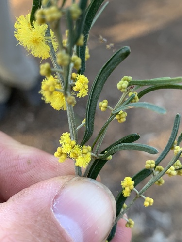 Bent-leaf Wattle (Acacia flexifolia)