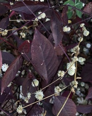 Alternanthera brasiliana