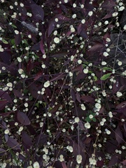 Alternanthera brasiliana