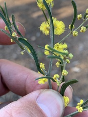 Acacia flexifolia