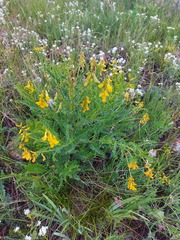 Astragalus mongholicus