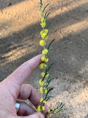 Acacia flexifolia