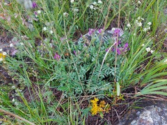 Oxytropis nitens