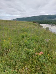 Bupleurum scorzonerifolium