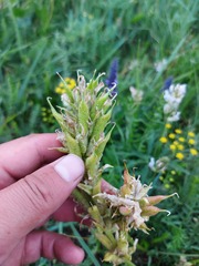 Oxytropis muricata