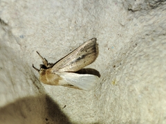 Leucania joannisi