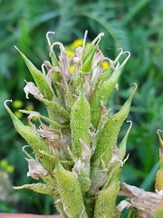 Oxytropis muricata