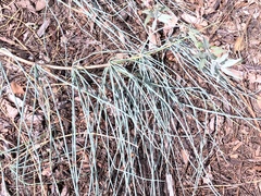 Ephedra equisetina