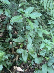 Gomphostemma chinense