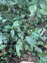 Gomphostemma chinense