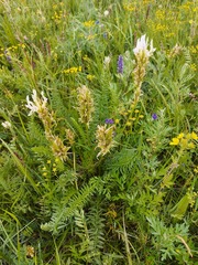 Oxytropis muricata