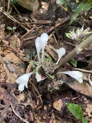 Gomphostemma chinense