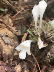 Gomphostemma chinense