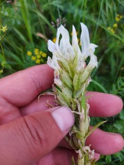 Oxytropis muricata