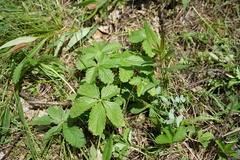 Potentilla chrysantha