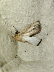 Leucania joannisi