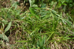 Potentilla chrysantha